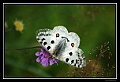 Faune et Flore